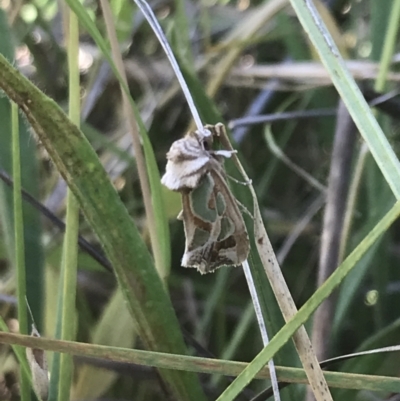 Cosmodes elegans (Green Blotched Moth) at Red Hill Nature Reserve - 13 Jan 2022 by Tapirlord