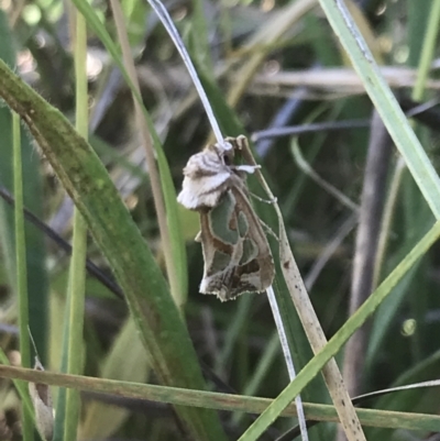 Cosmodes elegans (Green Blotched Moth) at Garran, ACT - 13 Jan 2022 by Tapirlord