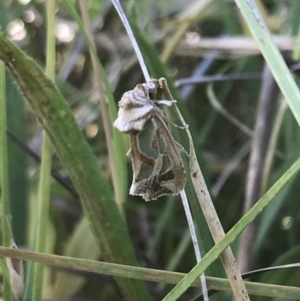 Cosmodes elegans at Garran, ACT - 13 Jan 2022 05:45 PM