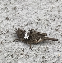 Paratettix australis (A pygmy grasshopper) at Hughes Garran Woodland - 14 Jan 2022 by Tapirlord