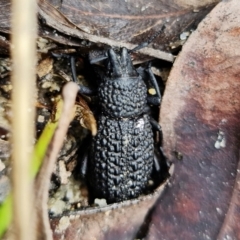 Talaurinus typicus (Ground weevil) at Parma Creek Nature Reserve - 16 Jan 2022 by RobG1