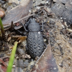 Talaurinus typicus at Yerriyong, NSW - 16 Jan 2022