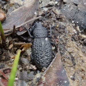 Talaurinus typicus at Yerriyong, NSW - 16 Jan 2022