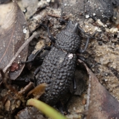 Talaurinus typicus at Yerriyong, NSW - 16 Jan 2022