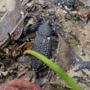 Talaurinus typicus at Yerriyong, NSW - 16 Jan 2022