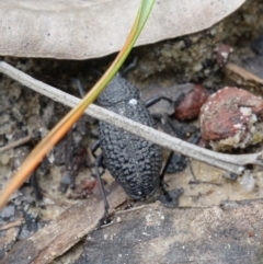 Talaurinus typicus at Yerriyong, NSW - 16 Jan 2022