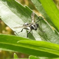 Isodontia sp. (genus) (Unidentified Grass-carrying wasp) at Paddys River, ACT - 16 Jan 2022 by HelenCross