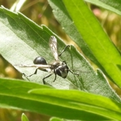 Isodontia sp. (genus) at Paddys River, ACT - 16 Jan 2022