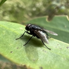 Unidentified Bristle Fly (Tachinidae) at Murrumbateman, NSW - 11 Jan 2022 by SimoneC