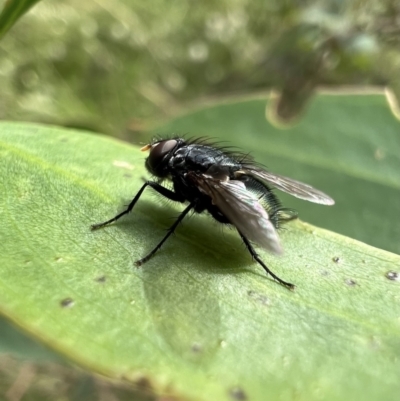 Unidentified Bristle Fly (Tachinidae) at Murrumbateman, NSW - 11 Jan 2022 by SimoneC