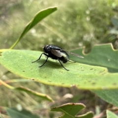 Tachinidae (family) at Murrumbateman, NSW - 11 Jan 2022 05:03 PM