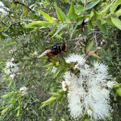Austalis copiosa (Hover fly) at Murrumbateman, NSW - 11 Jan 2022 by SimoneC