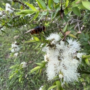 Austalis copiosa at Murrumbateman, NSW - 11 Jan 2022