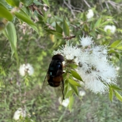 Austalis copiosa at Murrumbateman, NSW - 11 Jan 2022 06:03 PM