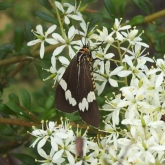 Nyctemera amicus (Senecio or Magpie moth) at Bullen Range - 15 Jan 2022 by HelenCross