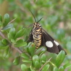 Nyctemera amicus at Paddys River, ACT - 16 Jan 2022