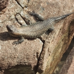 Egernia cunninghami (Cunningham's Skink) at Paddys River, ACT - 15 Jan 2022 by HelenCross