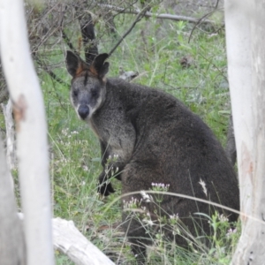 Wallabia bicolor at Paddys River, ACT - 16 Jan 2022