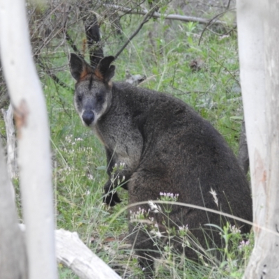 Wallabia bicolor (Swamp Wallaby) at Bullen Range - 15 Jan 2022 by HelenCross