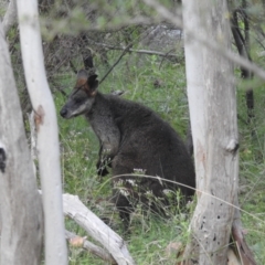 Wallabia bicolor at Paddys River, ACT - 16 Jan 2022 09:17 AM