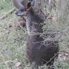 Wallabia bicolor at Paddys River, ACT - 16 Jan 2022 09:17 AM