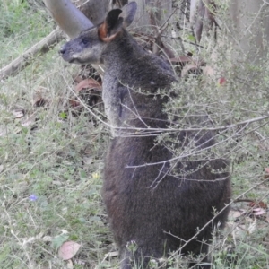 Wallabia bicolor at Paddys River, ACT - 16 Jan 2022 09:17 AM