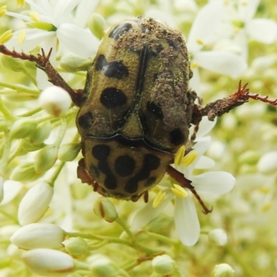 Neorrhina punctata (Spotted flower chafer) at Paddys River, ACT - 15 Jan 2022 by HelenCross
