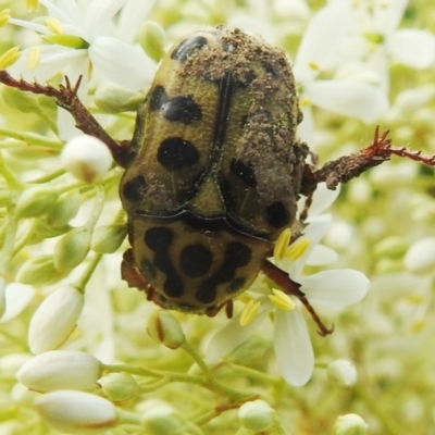 Neorrhina punctata (Spotted flower chafer) at Bullen Range - 15 Jan 2022 by HelenCross