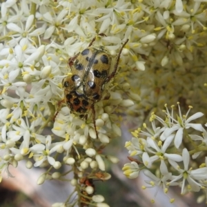 Neorrhina punctata at Paddys River, ACT - 16 Jan 2022