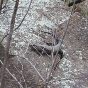 Egernia cunninghami at Stromlo, ACT - 16 Jan 2022