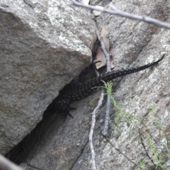 Egernia cunninghami at Stromlo, ACT - 16 Jan 2022