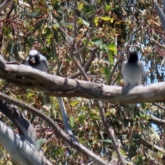 Coracina novaehollandiae (Black-faced Cuckooshrike) at Hume, ACT - 16 Jan 2022 by RodDeb