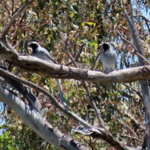 Coracina novaehollandiae at Hume, ACT - 16 Jan 2022