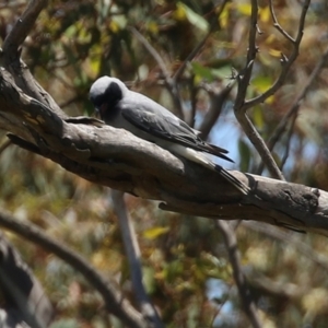 Coracina novaehollandiae at Hume, ACT - 16 Jan 2022