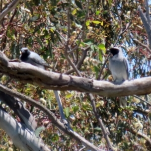 Coracina novaehollandiae at Hume, ACT - 16 Jan 2022