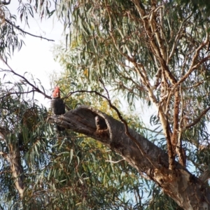 Callocephalon fimbriatum at Hackett, ACT - 15 Jan 2022