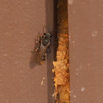 Crabroninae (subfamily) (Unidentified solitary wasp) at Cook, ACT - 6 Mar 2021 by Tammy