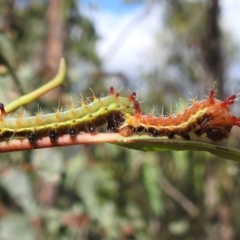 Opodiphthera eucalypti (Emperor Gum Moth) at Stromlo, ACT - 15 Jan 2022 by HelenCross