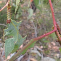 Opodiphthera eucalypti at Stromlo, ACT - 16 Jan 2022