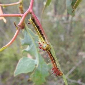 Opodiphthera eucalypti at Stromlo, ACT - 16 Jan 2022