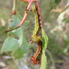 Opodiphthera eucalypti at Stromlo, ACT - 16 Jan 2022