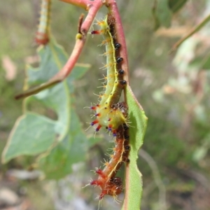 Opodiphthera eucalypti at Stromlo, ACT - 16 Jan 2022