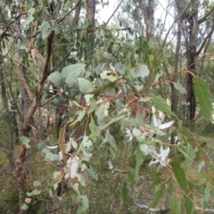 Opodiphthera eucalypti at Stromlo, ACT - 16 Jan 2022