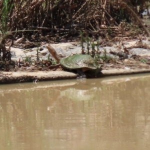 Chelodina longicollis at Hume, ACT - 16 Jan 2022