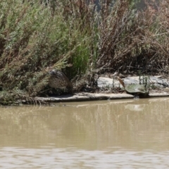 Chelodina longicollis at Hume, ACT - 16 Jan 2022 12:52 PM