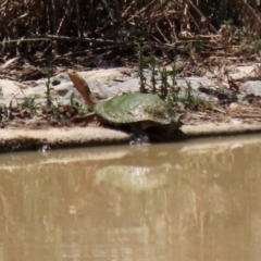 Chelodina longicollis at Hume, ACT - 16 Jan 2022 12:52 PM