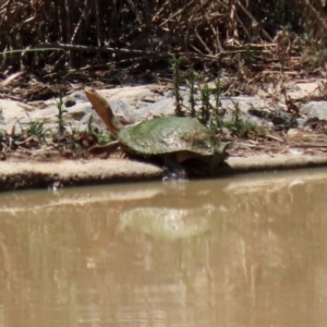 Chelodina longicollis at Hume, ACT - 16 Jan 2022