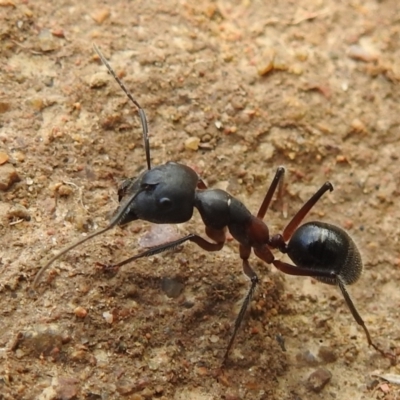 Camponotus intrepidus (Flumed Sugar Ant) at Stromlo, ACT - 16 Jan 2022 by HelenCross