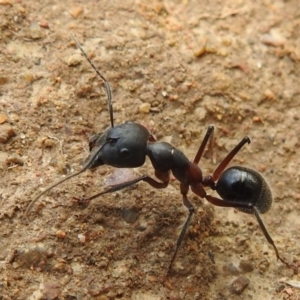 Camponotus intrepidus at Stromlo, ACT - 16 Jan 2022