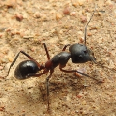 Camponotus intrepidus at Stromlo, ACT - 16 Jan 2022